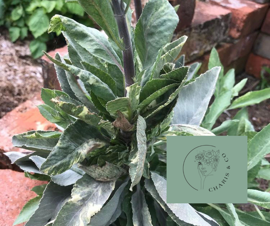 White Sage grown in Aotearoa